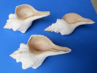 10 inches Horse Conch Shells (1 pc, 6 pcs)