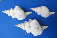 10 inches Horse Conch Shells (1 pc, 6 pcs)