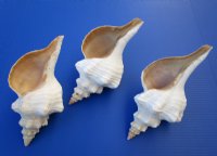 11 inches Horse Conch Shells - $22.50 each; 6 @ $20 each