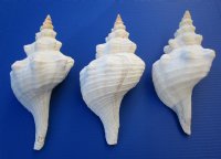 11 inches Horse Conch Shells - $22.50 each; 6 @ $20 each