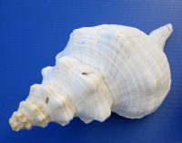 11 inches Horse Conch Shells - $22.50 each; 6 @ $20 each