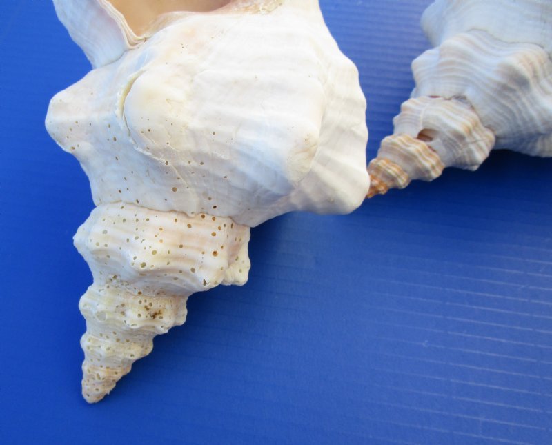 Wholesale Horse Conch Shells for sale