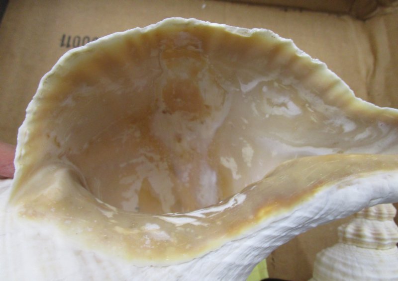 Wholesale Horse Conch Shells for sale