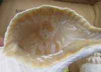 11 inches Horse Conch Shells - $22.50 each; 6 @ $20 each