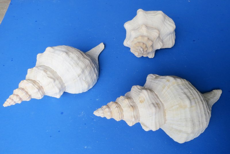 Wholesale Horse Conch Shells for sale