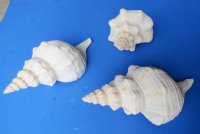 10 inches Horse Conch Shells (1 pc, 6 pcs)