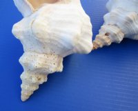 Wholesale 12 inch Horse Conch Shells, the official state seashell of Florida - $28.00 each;  4 pcs @ $25.00 each