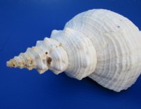 Wholesale 13 inch Horse Conch Shells, the official state seashell of Florida - $34.50 each; 4 pcs @ $31.00 each