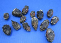 Wholesale Mixed Turtle Heads (Dry Preserved in borax)  1-1/4 to 2 inch in size (red eared, map, cooter, common snapper and softshell) - 2 pcs @ $10.00 each; 8 pcs @ $9.00 each