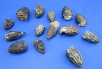 Wholesale Mixed Turtle Heads (Dry Preserved in borax)  1-1/4 to 2 inch in size (red eared, map, cooter, common snapper and softshell) - 2 pcs @ $10.00 each; 8 pcs @ $9.00 each