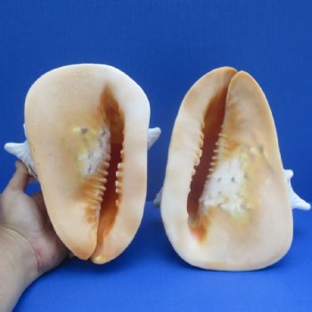 Helmet Shells Hand Picked 