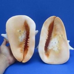 Yellow Helmet Shells Hand Picked