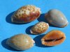3/4 to 1 inches  Erosaria helvola, the honey cowry, Packed 100 @ .08 each ; 1000 pc @ $.07 each