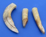 Hippo Tusk - Ivory for Carving Hand Picked