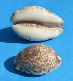 2  to 3 inches wholesale Harlequin cowrie shells - 100 pcs @ $.32 each