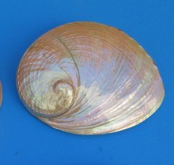 6" to 6-7/8" Pearlized Greenlip Abalone Shell - 2 pcs @ $12 each; 8 pcs @ $10.80 each