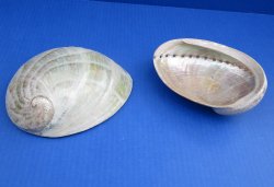 6 inches Polished Haliotis Laevigata Abalone Shells - (2 pcs, 10 pcs)