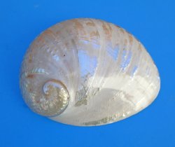6" to 6-7/8" Semi-Pearlized Greenlip Abalone Shell - 2 pcs @ $10 each; 8 pcs @ $9.00 each