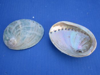 3-1/4" to 4" Wholesale Green Haliotis laevigata abalone shell for sale - 25 pcs @ $.90 each