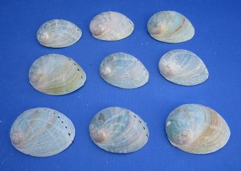 3-1/4" to 4" Wholesale Green Haliotis laevigata abalone shell for sale - 25 pcs @ $.90 each