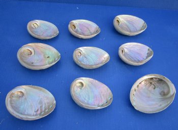 3-1/4" to 4" Wholesale Green Haliotis laevigata abalone shell for sale - 25 pcs @ $.90 each