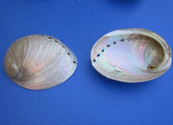 3-1/4" up to 4"" Wholesale Pearlized Haliotis laevigata abalone shell for sale - 25 pcs @ $1.20 each
