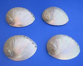 3-1/4" up to 4"" Wholesale Pearlized Haliotis laevigata abalone shell for sale - 25 pcs @ $1.20 each