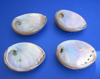 3-1/4" up to 4"" Wholesale Pearlized Haliotis laevigata abalone shell for sale - 25 pcs @ $1.20 each