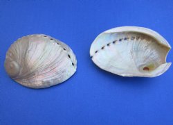 3-1/2 inch Wholesale Pearlized Abalone night lights, Haliotis laevigata - 25 @ $1.75; 100 @ $1.55 each
