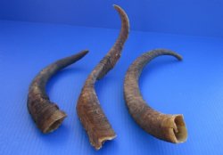 Wholesale Natural Goat Horns - 12 inches to 16 inches - 3 pcs @ $4.25 each; 18 pcs @ $3.75 each