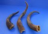 Wholesale Natural Goat Horns from Africa - 14 inches to 18 inches - Packed: 2 pcs @ $7.50 each; Packed: 12 pcs @ $6.75 each (You will receive horns similar to those pictured)  