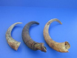 Wholesale Natural Goat Horns - 8 inches to 10 inches - 6 pcs @ $2.50 each; 30 pcs @ $2.00 each