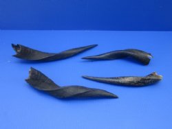 Bushbuck Horns 8 to...