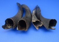 Bushbuck Horns Wholesale 8 to 12 inches - 2 pcs @ $12.50 each; 12 pcs @ $11.25 each 