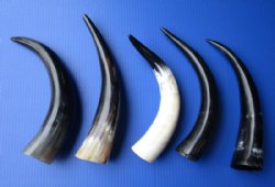 Wholesale Polished Cattle/Cow Horns from India 12 inches to 15 inches - 20 pcs @ $7.00 each  