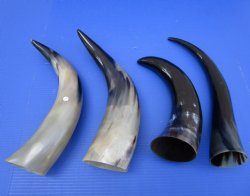 16 to 20 inches Polished Cattle/Cow Horns - Min: 2 pcs @ $12.50 each