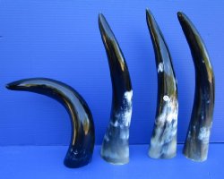  Polished Cattle/Cow horns, drinking horn 14 inches to 17 inches - 2 pcs @ $8.50 each