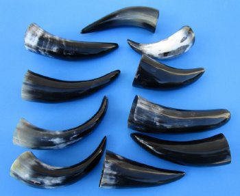 Polished Cattle/Cow Horns 6 to 8 inch (40 pc) 