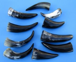 Polished Cattle/Cow Horns 6 to 8 inch (40 pc) 