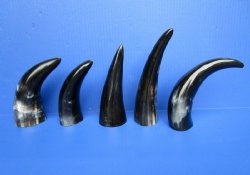 Wholesale 8 to 12 inches Polished Cattle and Cow Horns from India - 2 pcs @ $6.50 each 