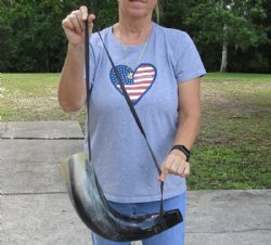 Wholesale Extra Large Polished Buffalo blowing horn, Viking blowing horn with leather strap - 20 to 23 inches - $25.00 each
