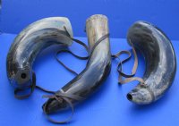 Wholesale Extra Large Polished Buffalo blowing horn, Viking blowing horn with leather strap - 20 to 23 inches - $25.00 each