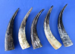 Lightly Polished Cattle/Cow Horns Wholesale - 13 to 16 inches - 2 pcs @ $6.00 each; 20 pcs @ $5.00 each