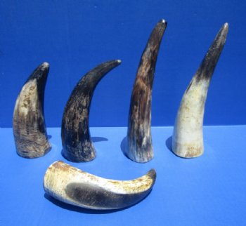 Lightly Polished and Sanded Cattle/Cow Horns Wholesale - 6 to 8 inches - 5 pcs @ $2.25 each; 40 pcs @ $2.00 each