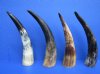 Natural Raw Buffalo Horns Wholesale, with natural imperfections - 9 to 12 inches around the curve - Packed: 3 pcs @ $4.25 each; Packed: 30 pcs @ $3.75 each