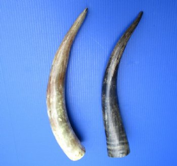 Lightly Polished and Sanded Cattle/Cow horns 16 to 20 inches - 2 pcs @ $10.00 each; 10 pcs @ $9.00 each