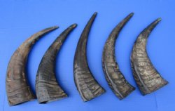 Semi-polished water buffalo horns wholesale, 13 to 15 inches - 2 pcs @ $10.00 each; 20 pcs @ $9.00 each