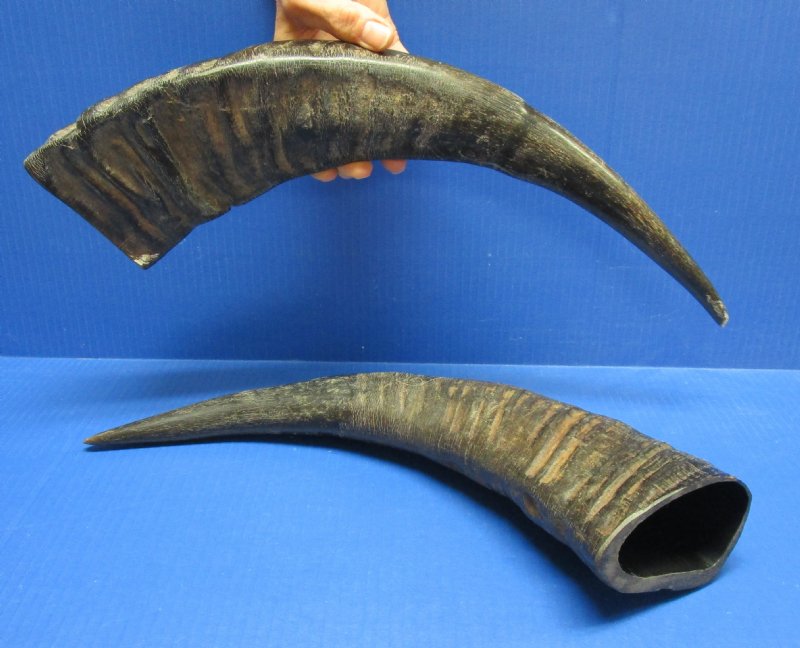 Semipolished water buffalo horns wholesale