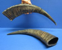 Semi-polished water buffalo horns wholesale, 16 to 18 inches - (you will receive horns similar to those pictured - no 2 will be identical)  Packed: 2 pcs @ $14.00 each; Packed: 10 pcs @ $12.50 each