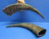 Semi-polished water buffalo horns wholesale, 13 to 15 inches -  (you will receive horns similar to those pictured - no 2 will be identical) Packed: 2 pcs @ $10.00 each;